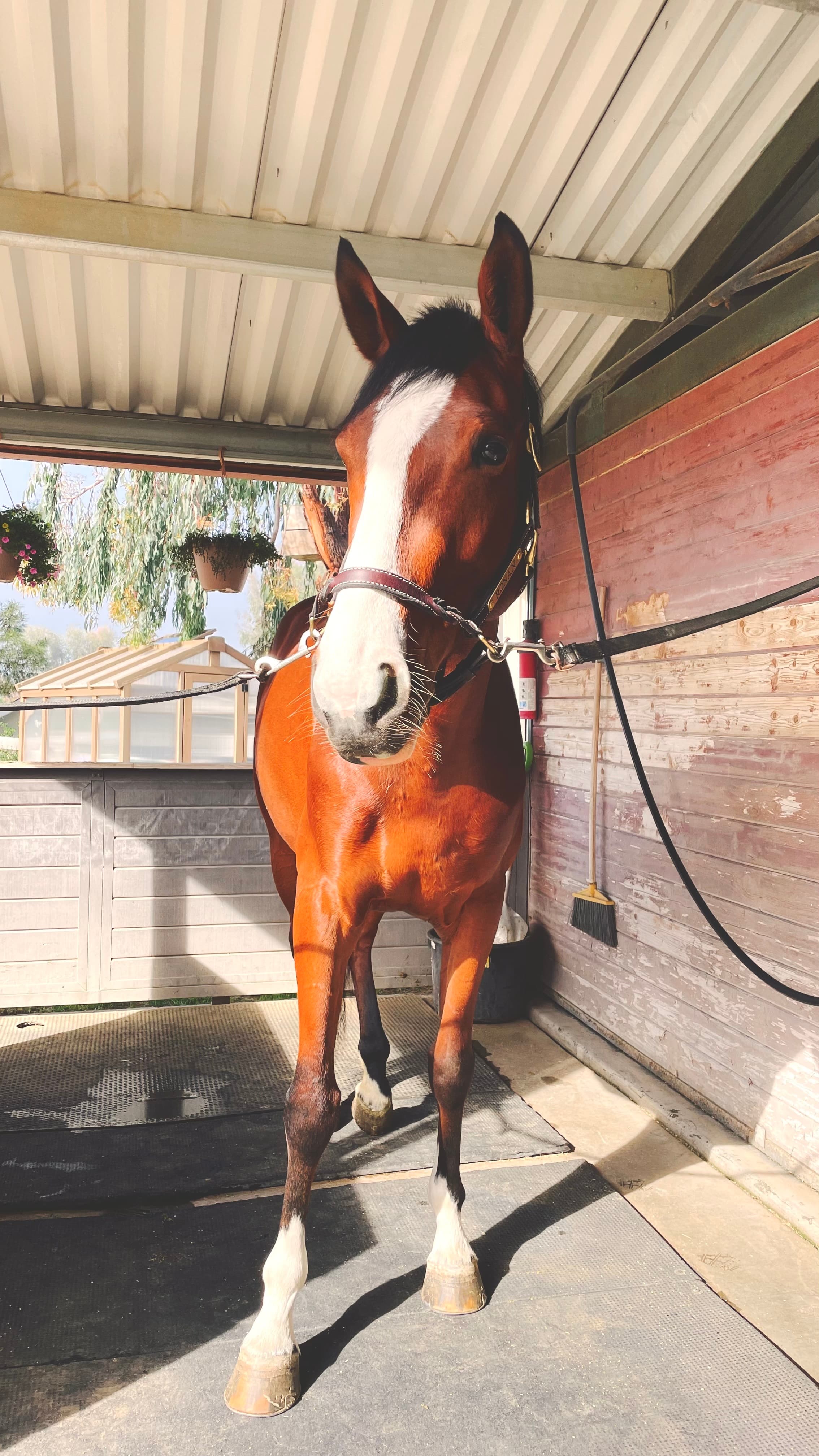Holsteiner gelding for sale, eventing, 16.1 hands, 8 years old, Temecula, California